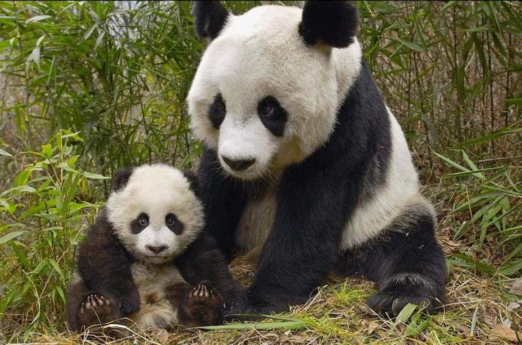 Gite Souai Et Zen , 5 Mn Du Zooparc De Beauval Saint-Aignan  Kültér fotó